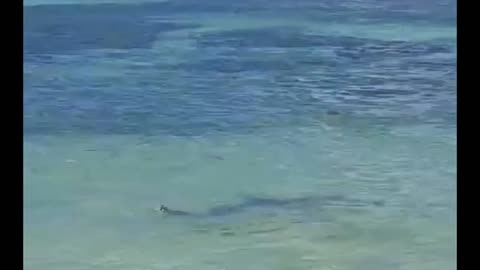 Shark Chasing a Stingray Startles Beachgoers