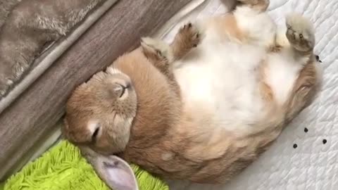 Sweet albino bunny is too lazy to get up
