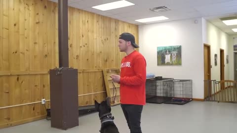 Dog Training with Collar