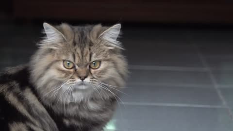 How Cat React When Seeing Stranger 1st Time - Running or Being Friendly 16- - Viral Cat