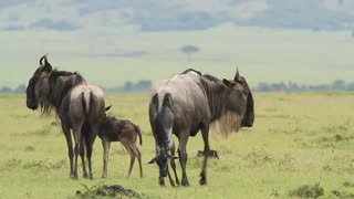 Wild life First steps