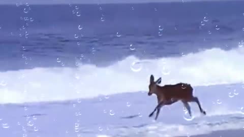 A deer first time in sea beach