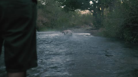 Dog and owner playing a ball in a river.