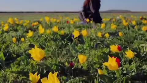 Flowers make the world look and smell awesome