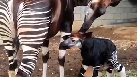 zebra with her baby so cute
