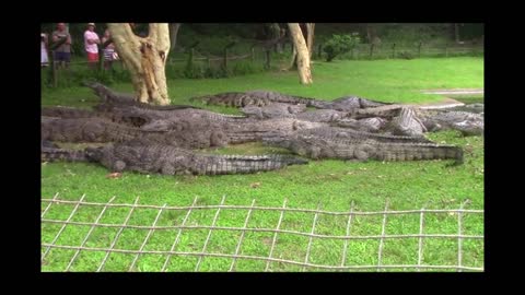 Crocodile Feeding at Crocworld - South Africa.
