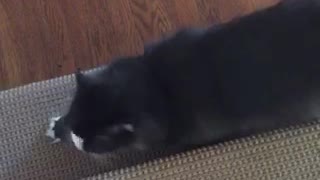 Cat makes begging motion toward owner