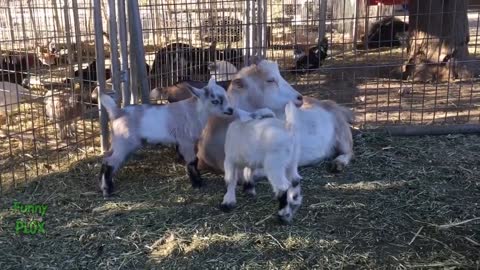 Cute Baby Goat Videos