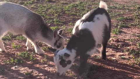 Raising Goats: Nigerian Dwarf Goat Babies Enjoying Pasture Time at H5 Ranch 🐐🌿