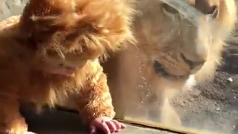 This Lion Goes Viral while looking at ababy. as His Own baby.