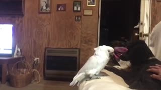 Cockatoo runs dog off of the couch