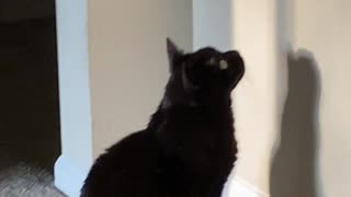 Kitty Stares at Bird Feeder's Shadow