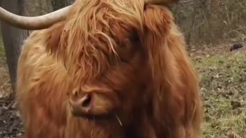 The cow blindfolded its hair