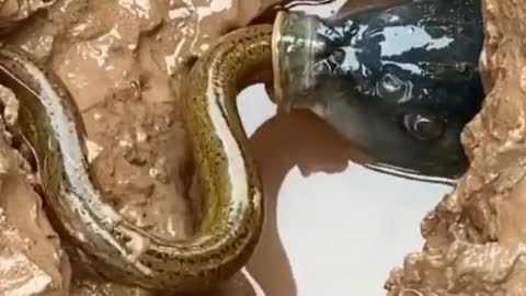 Eel swims into the wrong hole.