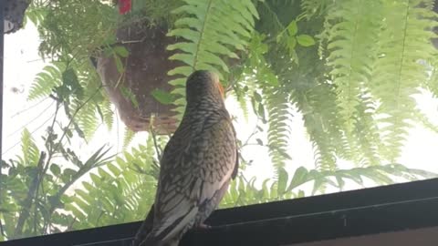 Cockatiel reproducing car alarm all day