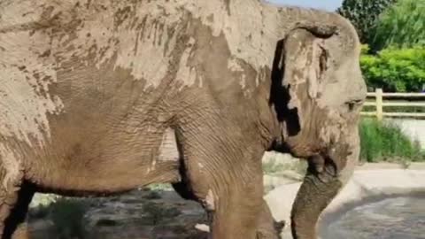 Elephants love to play with mud. Is it comfortable to get mud all over yourself