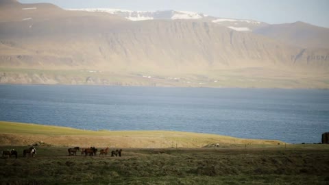 Beautiful view of the herd of horses grazing on the field, eating the grass