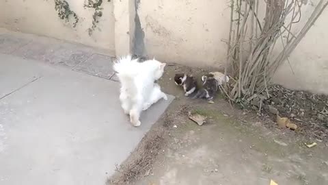 Mother Cat Walking With Her Kittens And Hitting Them To Go Inside | White Cat Protecting Her Kittens