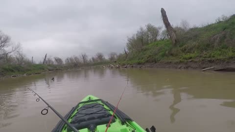 White Bass Session Lake Belton April 2018