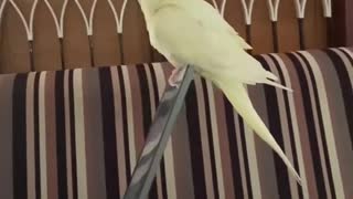 Cockatiel Truly a stress buster bird during work