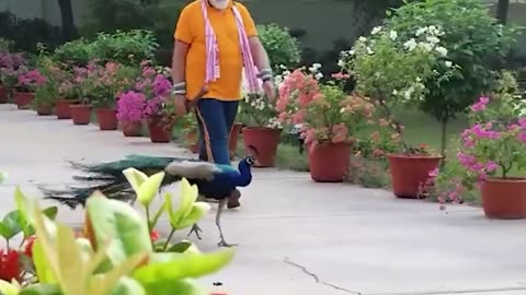 Enchanting Scenes: PM Modi Nurturing Peacocks at His Residence (720p)"