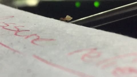 Super tiny ant carrying huge piece of food