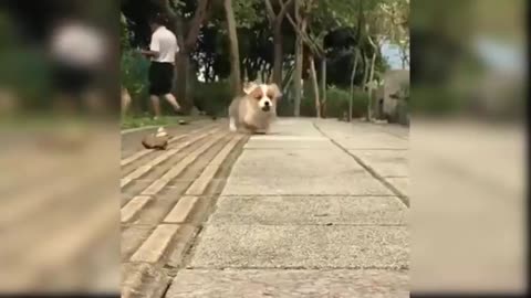 awesome cute puppy