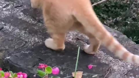 Cat vs Praying mantis