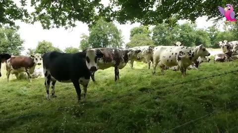 Cow video cows mooing and grazing in field