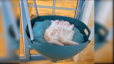 Baby_Cats_-_Cute_and_Funny_Cat_Videos_Compilation_%2334___Aww_Animals