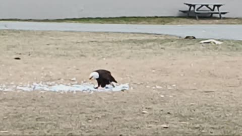 Northeast American Bald Eagle plucks and devours Seagull