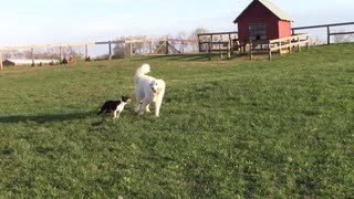 Boston terrier vs. Great Pyrenees: part 2