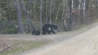 Mama bear and her cubs