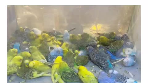 Michigan man saves 500 parakeets for new year!