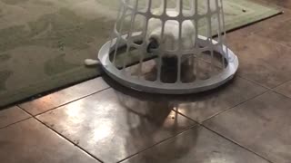 Cookie the Cockatoo drives basket around home
