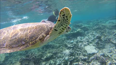 Maldives Short Snorkeling video Part 16