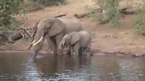 Elephant vs crocodile