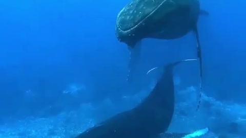 You wouldn't BELIVE this whale sound!!!