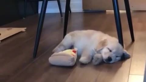 what a cute dog sleeps in it