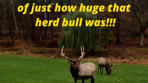 Epic Encounter: Majestic Elk Leads His Herd Across Traffic!
