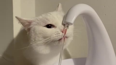 Cute cat drink water...