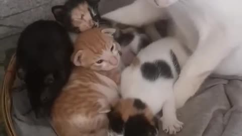 A Cat With Three Kittens Added A Mice To Her Family