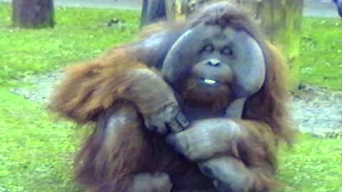You Will Never Be As Casual And Cool As This Huge Orangutan