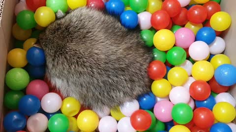 Raccoon plays in colorful balls.