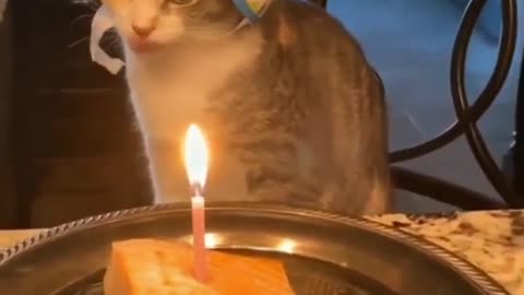 Birthday Cat blowing candles