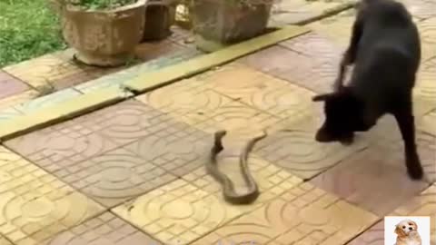 Cobra vs Dogs Fighting Amazing - Animal Life