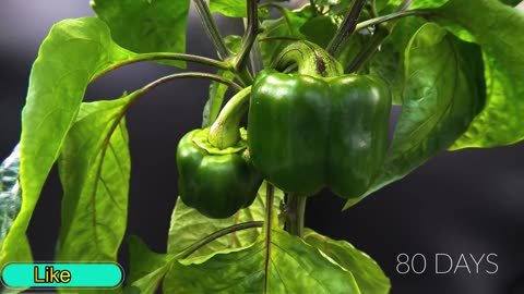 Red Bell Pepper Time Lapse - Seed To Fruit in 115 Days