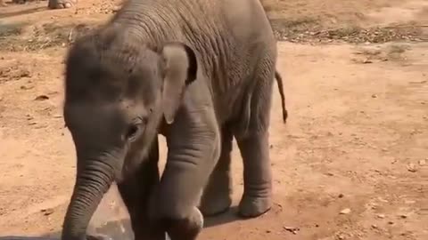 Beautiful elephants 🐘🐘🐘