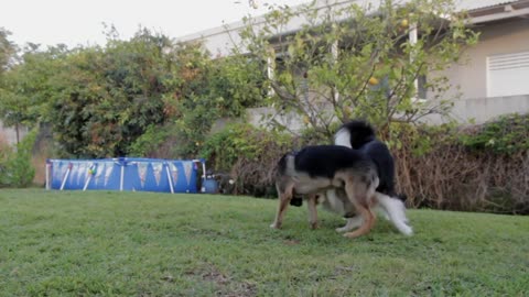 Dogs playing in the garden