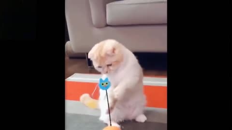 Funny Kitten playing with Spinning Toy | Funny Kitten.